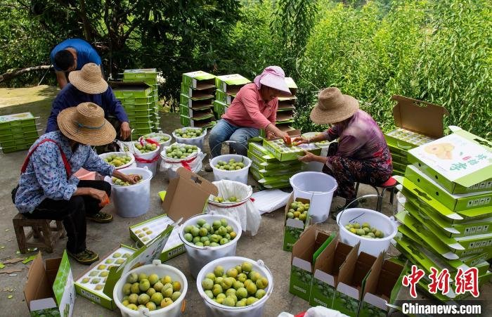 重庆万州九树村,村民们正在打包蜂糖李。 冉孟军 摄