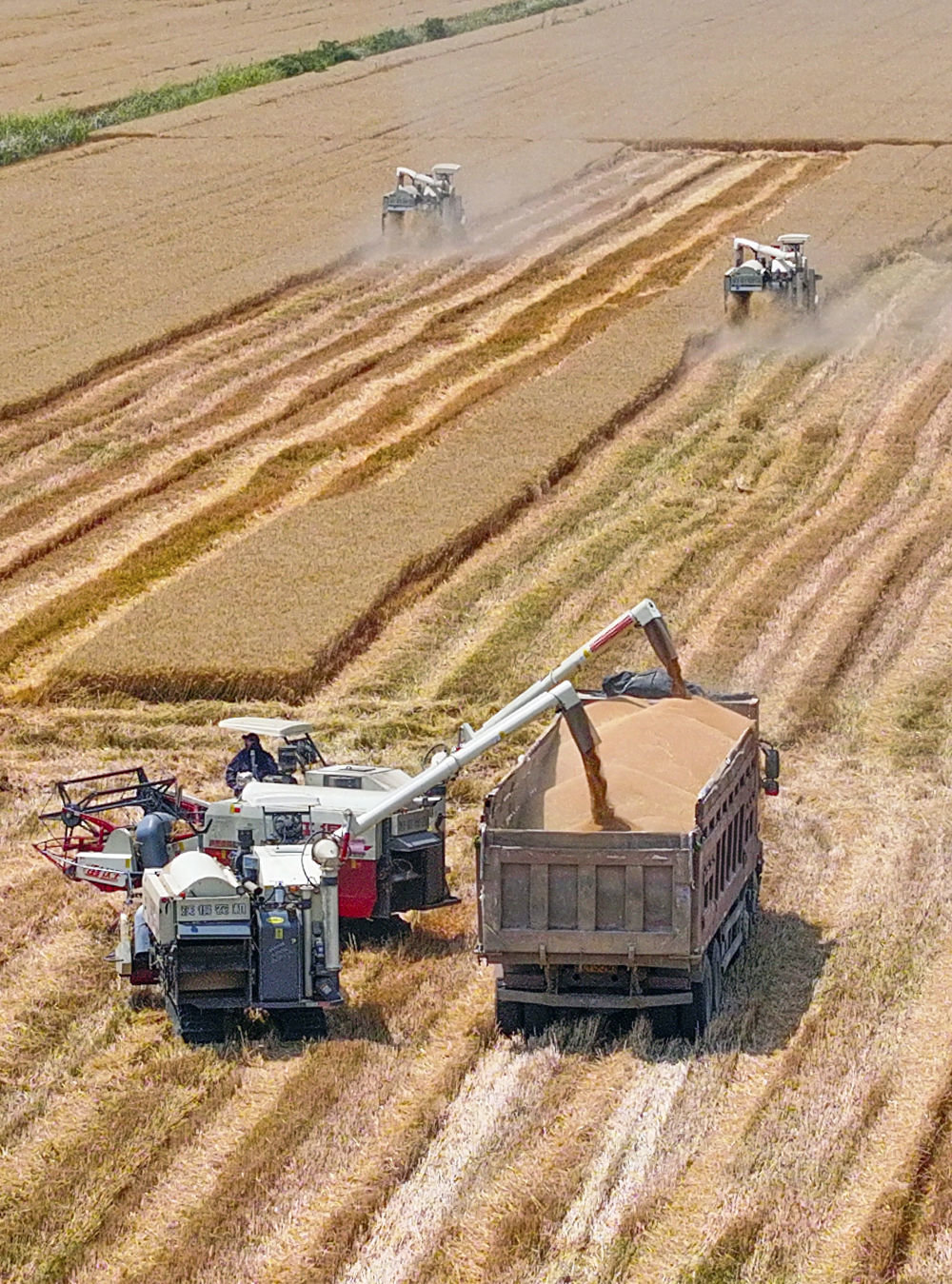 ↑ 6月3日，收割机在江苏省淮安市盱眙县境内的三河农场收割小麦（无人机照片）。新华社发（许昌银摄）