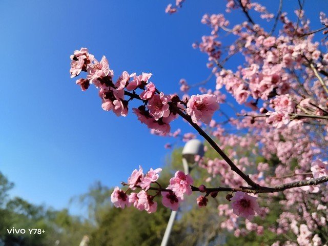 1599元搭载光学防抖 vivo Y78+影像实测