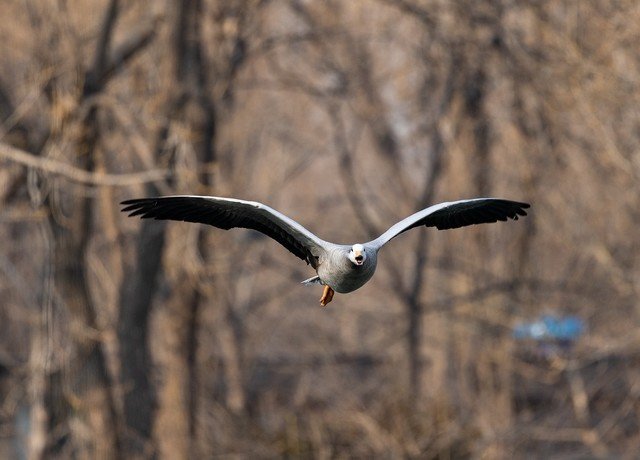 历史新低价格诱人 佳能全画幅微单EOS R6值得买吗?