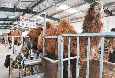 众合骆驼养殖专业合作社,吾木提·托列吾汗给骆驼挤奶。本报记者 孙 懿摄