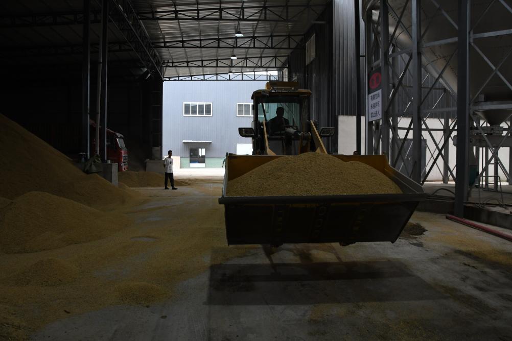 提质降本促增收四川粮食生产大县秋收见闻