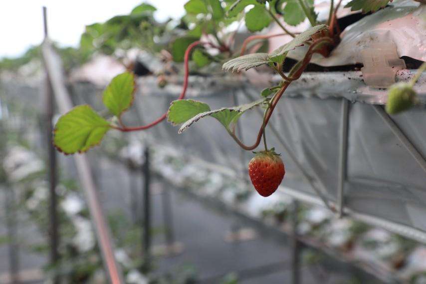 智能温室大棚里的草莓。本报记者杨雪丹摄
