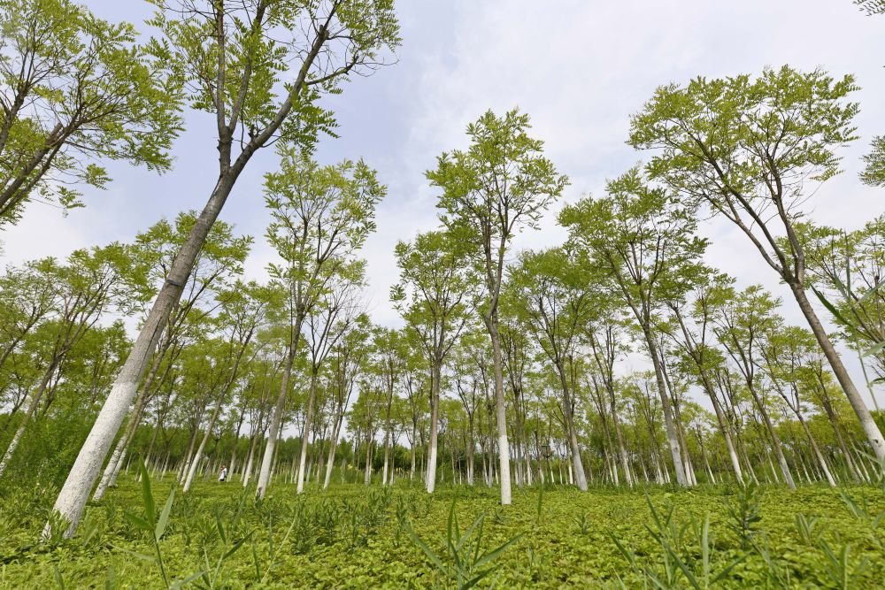 在天津市津南区拍摄的天津绿色生态屏障（2022年7月10日摄）。新华社记者 赵子硕 摄