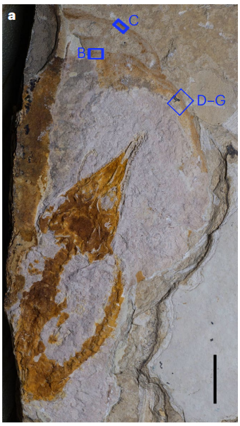 化石中的胚胎及其外壳（B、C、D-G） 图源[3]