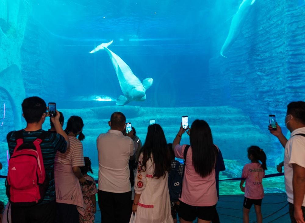 海南多举措促进旅游业回暖，游客在海南三亚亚特兰蒂斯酒店水族馆参观游玩。新华社发（王学 摄）