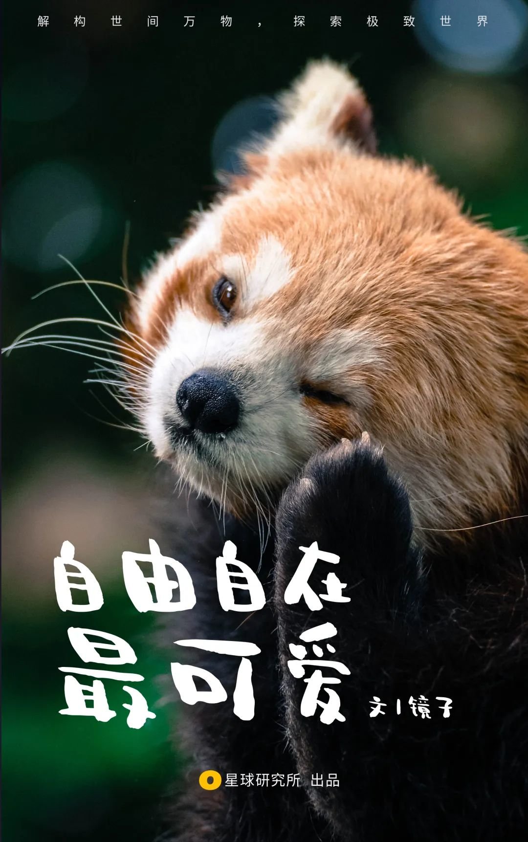 猞猁巡山驼鹿遛娃珍稀野生动物现身冬日林海, image size:1080x1722