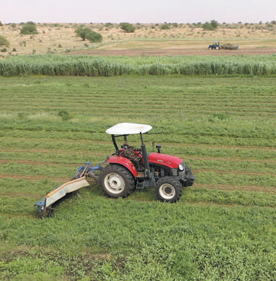 在中国援毛里塔尼亚畜牧业技术示范中心,工作人员操作机械收割紫花苜蓿。张美欧摄