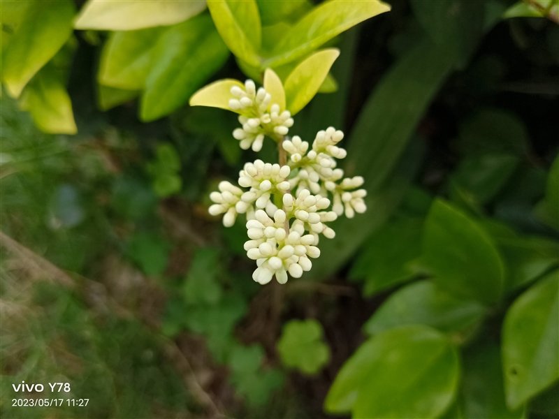 同价位独享绝世好屏! vivo Y78评测:解锁千元级新体验