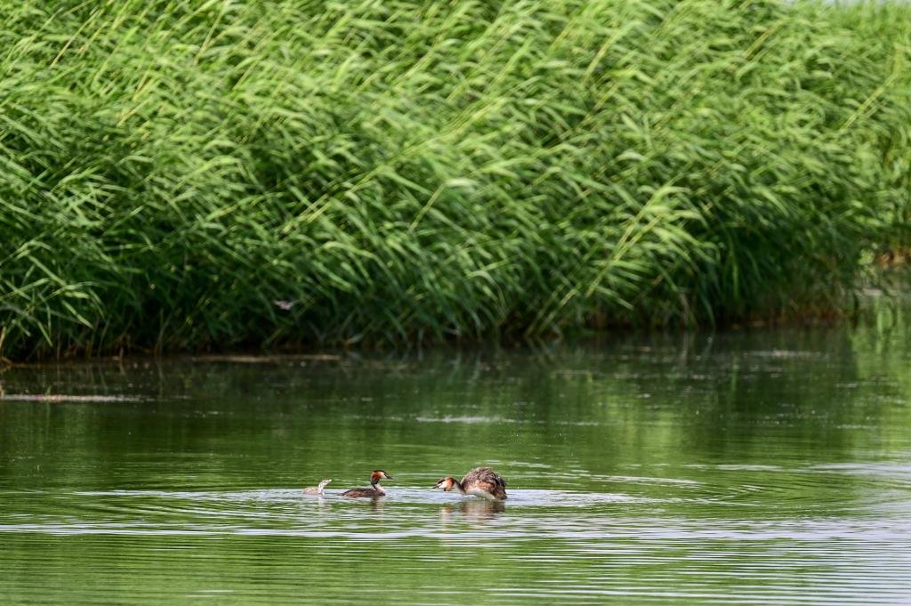 6月5日，水鸟在乌梁素海水面上嬉戏。新华社记者 连振 摄