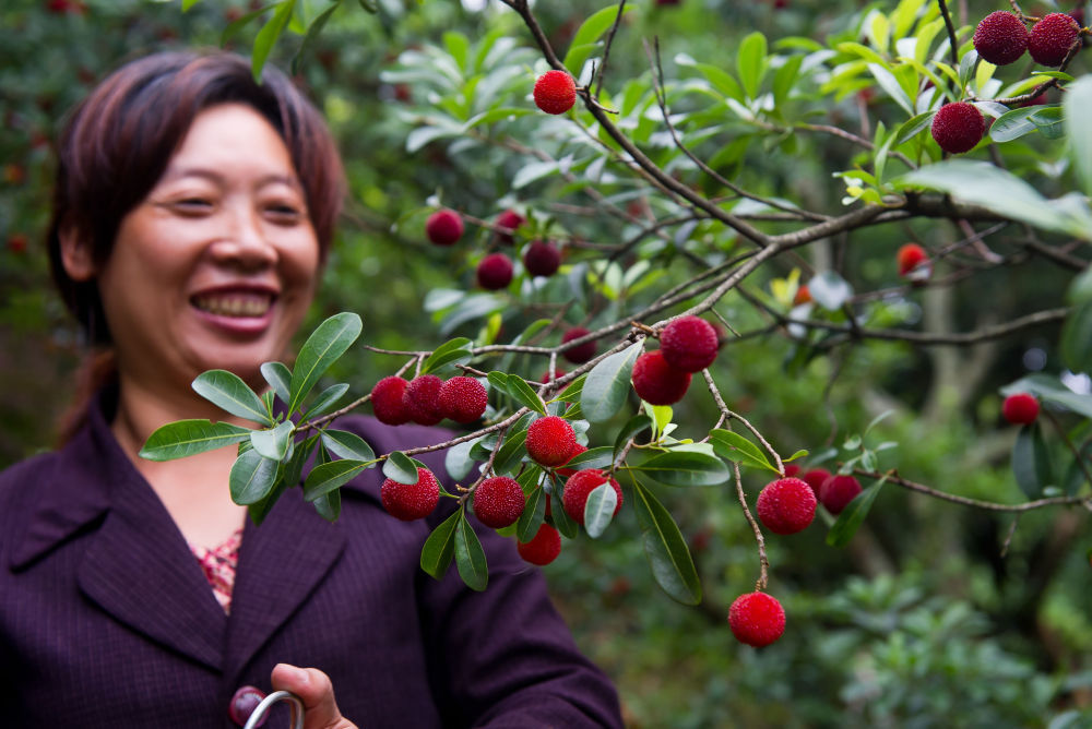 种植户在自家果林里采摘杨梅。