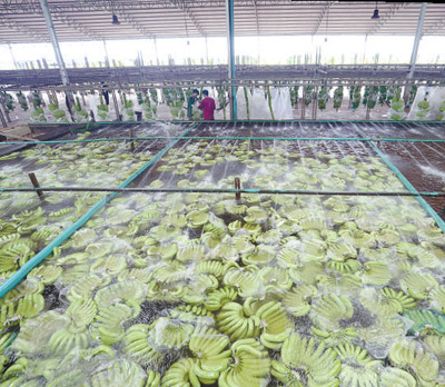 柬埔寨磅湛省的地泽香蕉园加工厂内，巨大的清洗池里满是刚刚采摘下来的香蕉。这些香蕉将运往中国销售。本报记者 赵益普摄