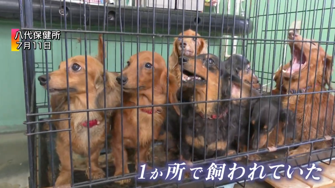 熊本县另一动物机构出现动物囤积问题（图源：网络）