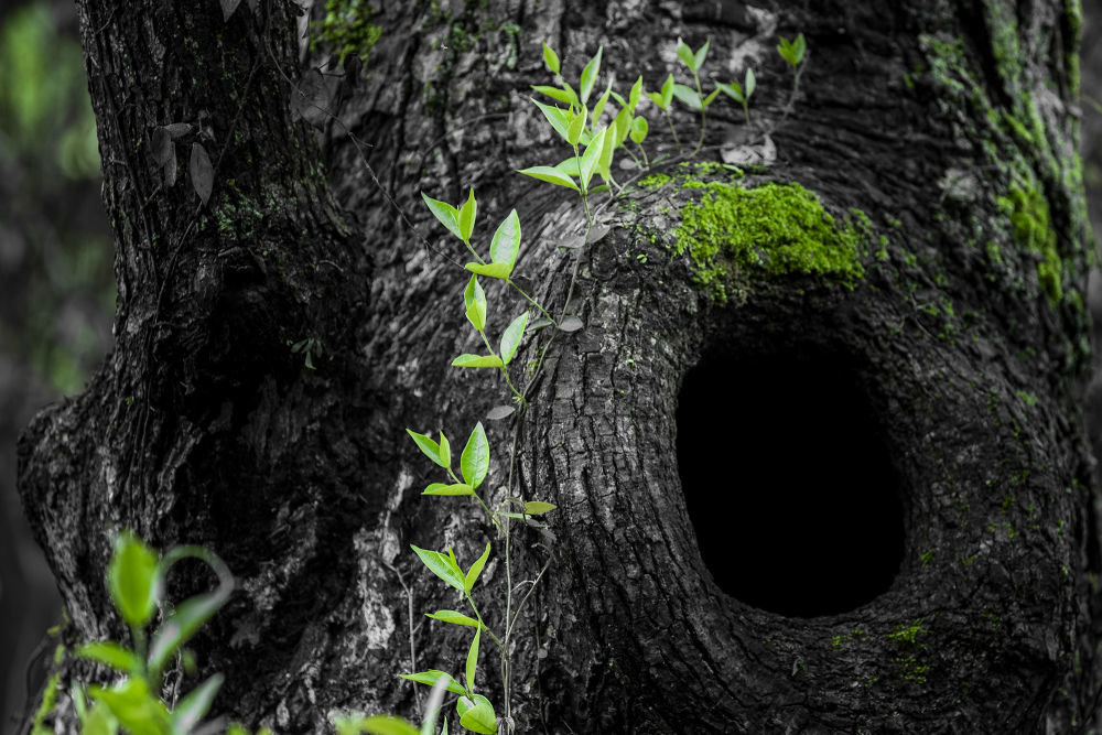 ↑浙江省宁波市鄞州区塘溪镇老树冒新绿。冯小波 摄