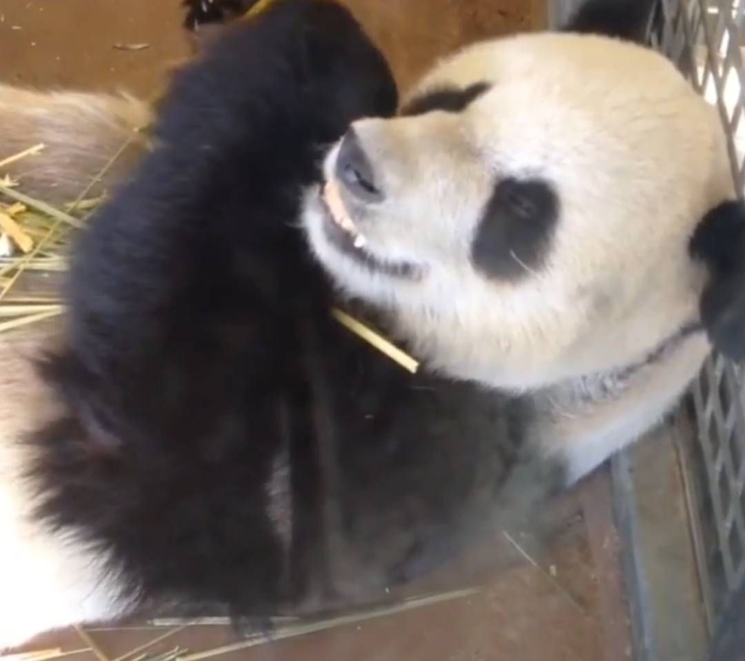 被质疑遭受“虐待”的旅美大熊猫 总算要接回来了