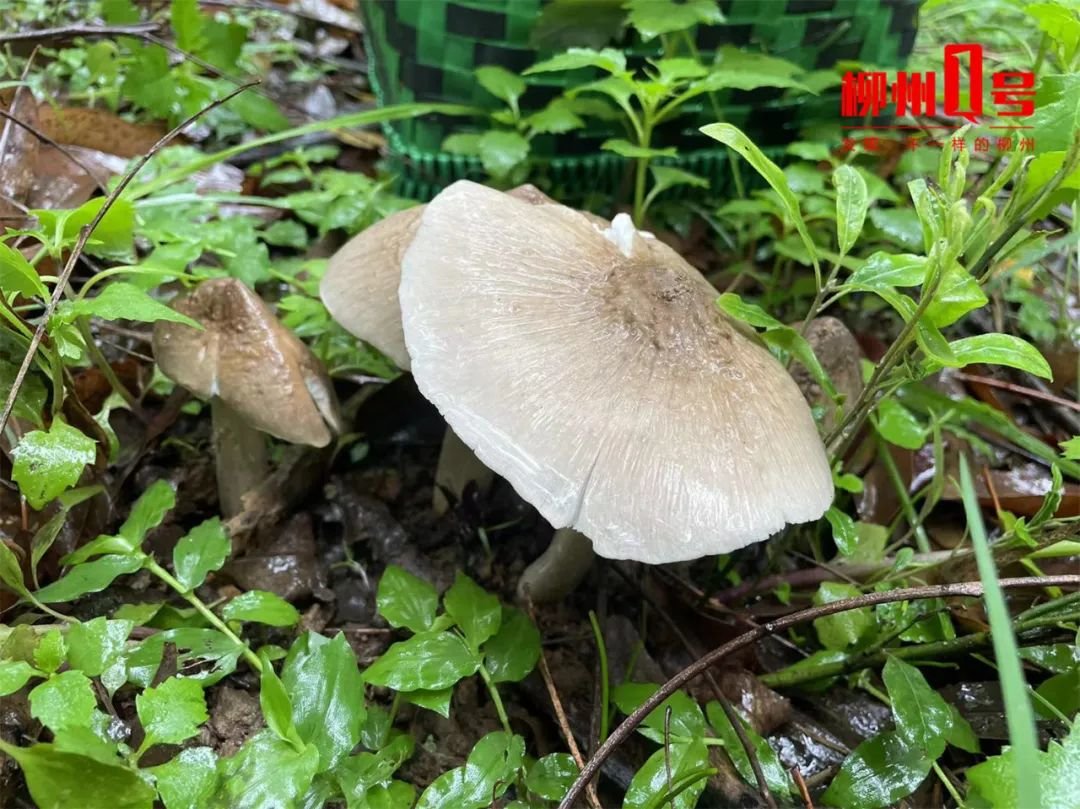 近期增多!味道鲜甜,有人吃完被“放倒”!柳州医生紧急提醒_凤凰网