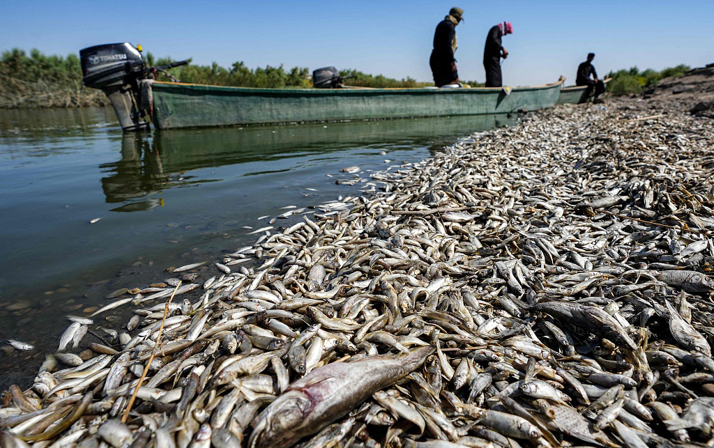 当地时间2023年7月3日，伊拉克米桑省，由于干旱影响，数千条死鱼漂浮在河岸。