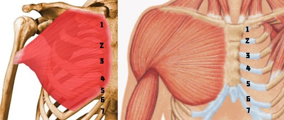 左圖胸大肌胸肋部分起源于第5肋軟骨，右圖為第6肋軟骨