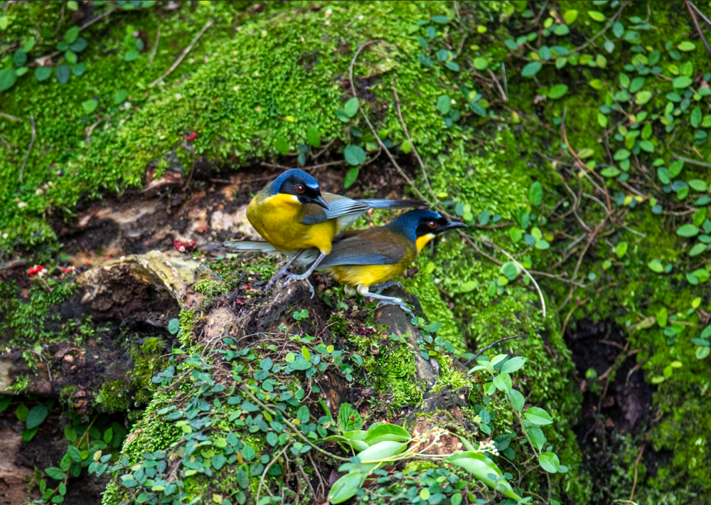 2022年5月11日,江西省上饶市婺源县太白镇曹门村,在枝头停留的蓝冠噪鹛。