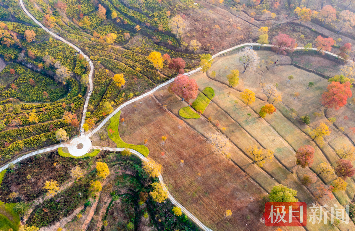 四姑镇的红叶
