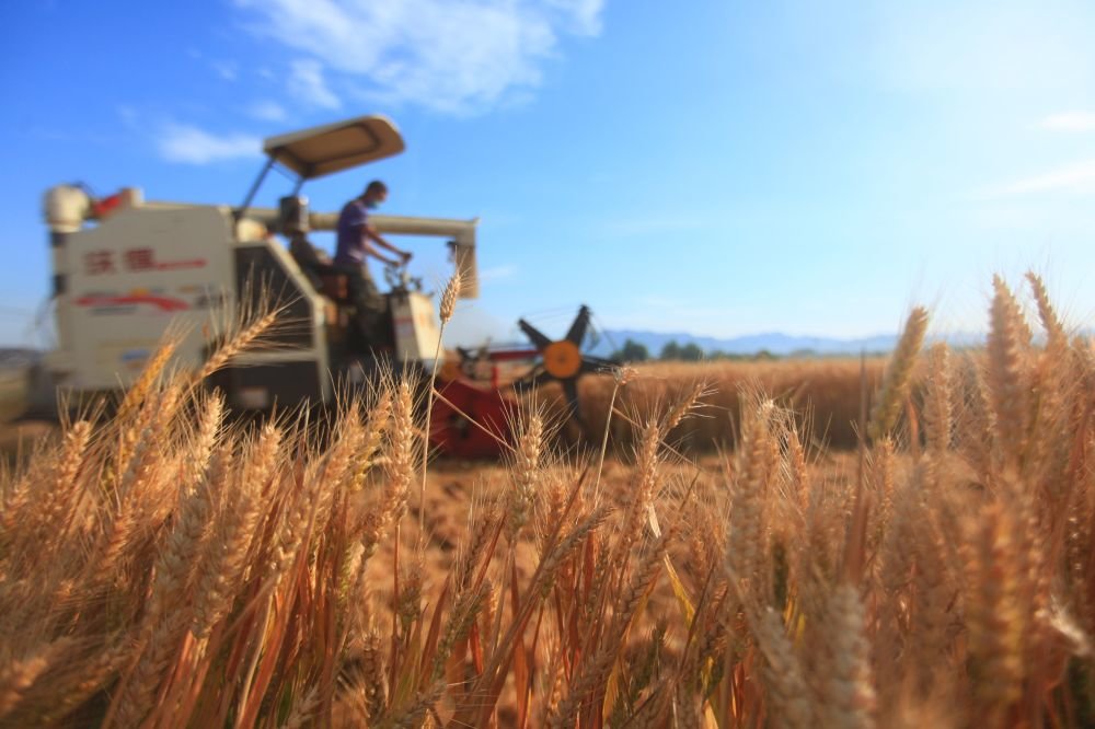 山东省临沂市平邑县农民驾驶收割机在田间收获小麦（2021年6月8日摄）。新华社发（武纪全摄）