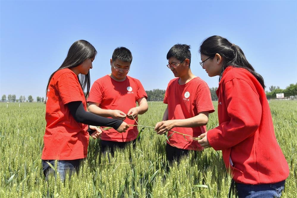 清麦苗和野草,在老师和乡亲们的带领下,我走遍了全县所有乡镇查看苗情
