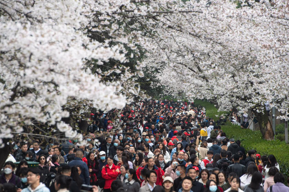 2023年3月18日，武汉大学举行抗疫医护赏樱专场。新华社记者肖艺九 摄