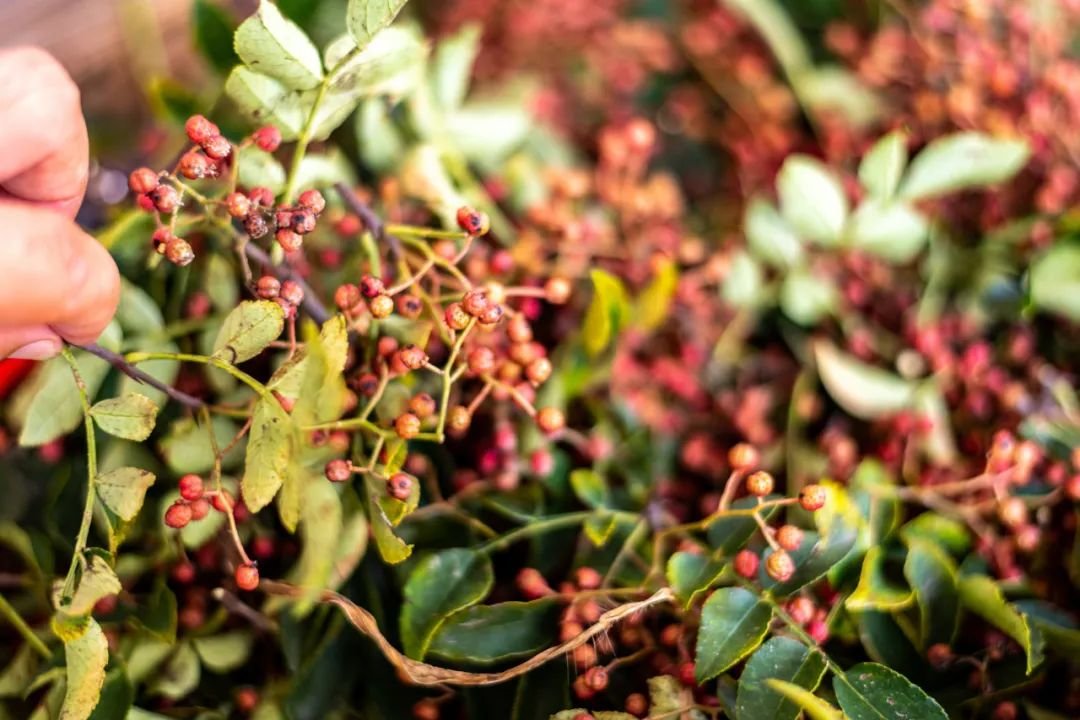 花椒 来源:图虫创意