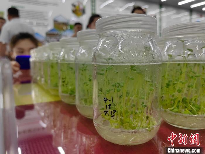 图为展示的马铃薯苗.沙见龙摄