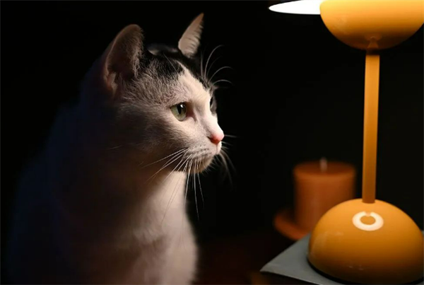 2099元!尼康尼克尔Z DX 24mm f/1.7正式发布:夜拍画质绝