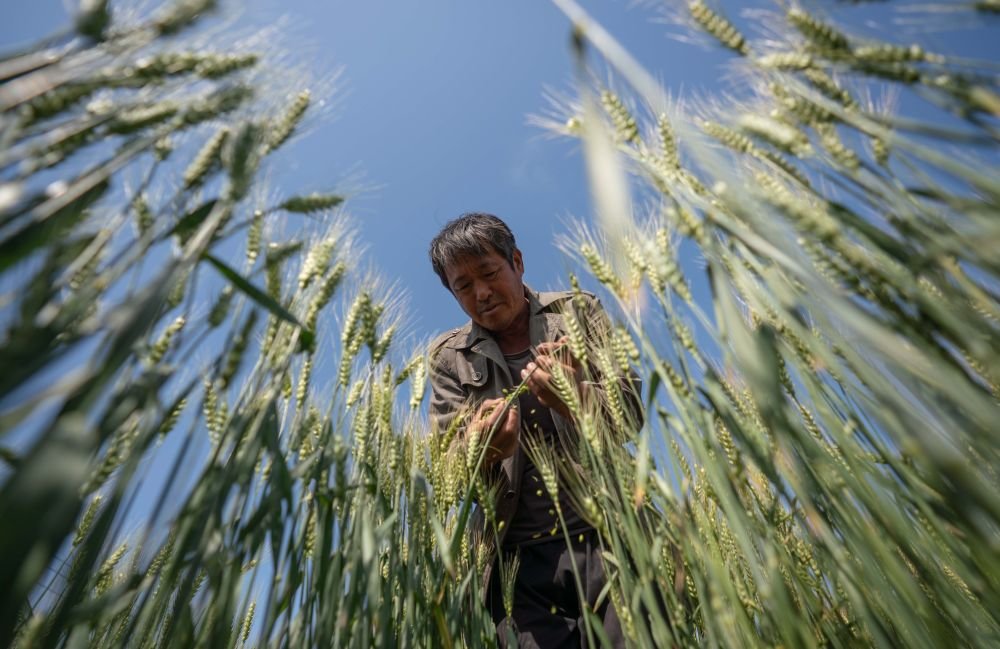 5月23日，农民在河北沧州渤海新区黄骅市福源种植合作社的麦田里查看盐碱地小麦长势。新华社记者 骆学峰 摄