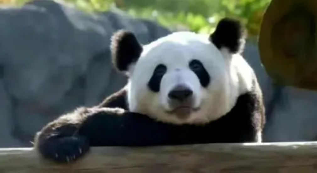 被质疑遭受“虐待”的旅美大熊猫 总算要接回来了
