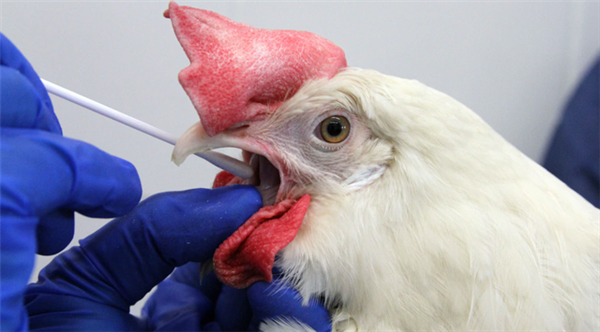H5N1禽流感致死事件引世卫关注：事发柬埔寨、9年来首次