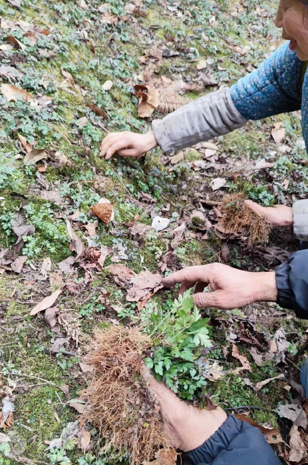 雪化了后,老两口春种黄连。摄影:《中国经济周刊》记者 石青川