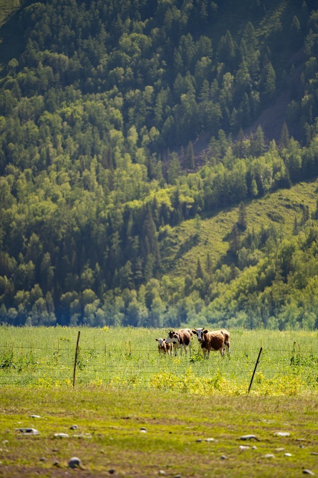 色彩、自然与人文的冲击 尼康Z 7Ⅱ一机三镜行摄大美新疆