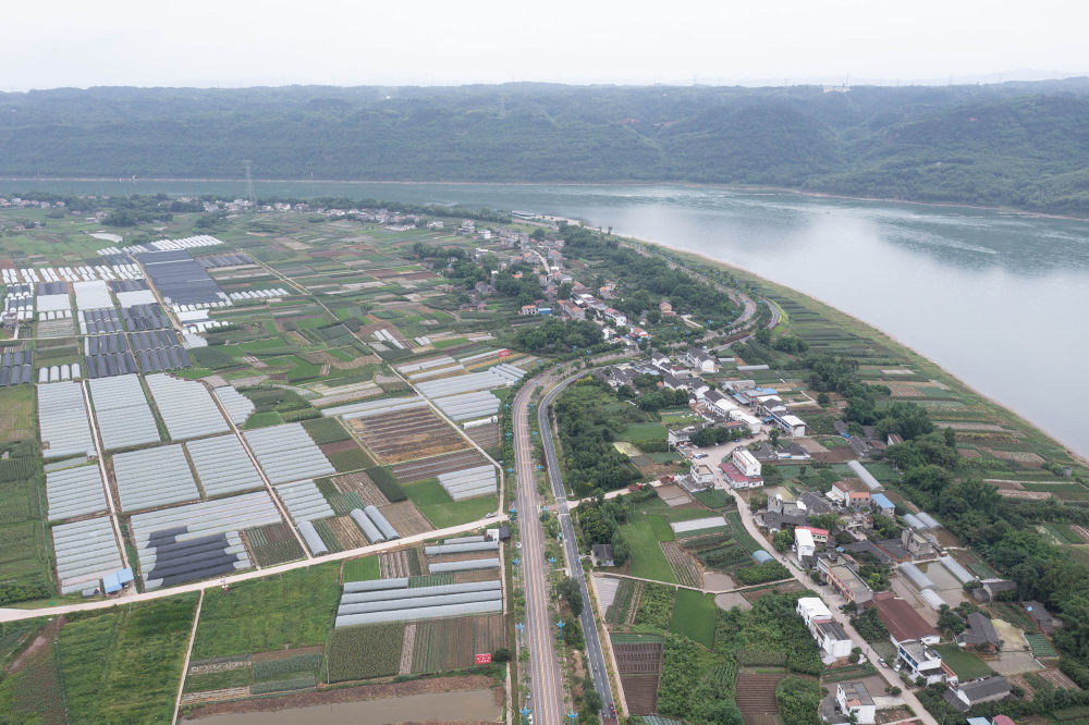 ↑“菜稻菜”蔬菜示范基地。