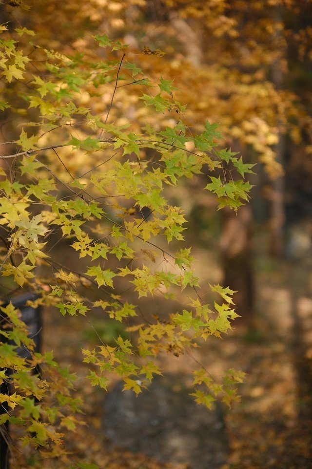 4000万像素6.2K视频 富士无反相机X-T5解析