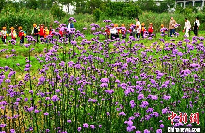 图为5月11日,幼儿园小朋友在闽江河口国家湿地公园参观。 张斌 摄