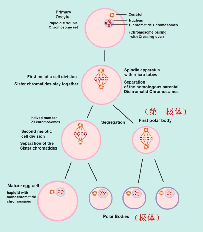 通常情况下，第一极体不分裂，但有些生物体的第一极体也会分裂，最后就会产生3个极体