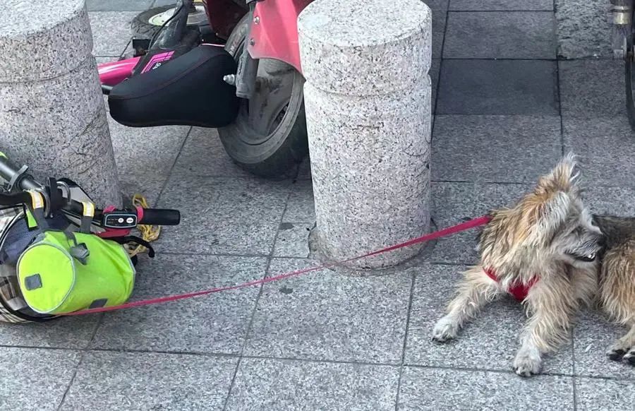 当地宠物店内，主人寄存在店内的狗。杨书源 摄