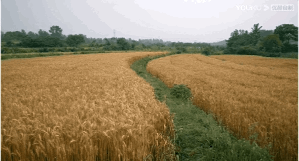 余秀华:没有情人的情人节