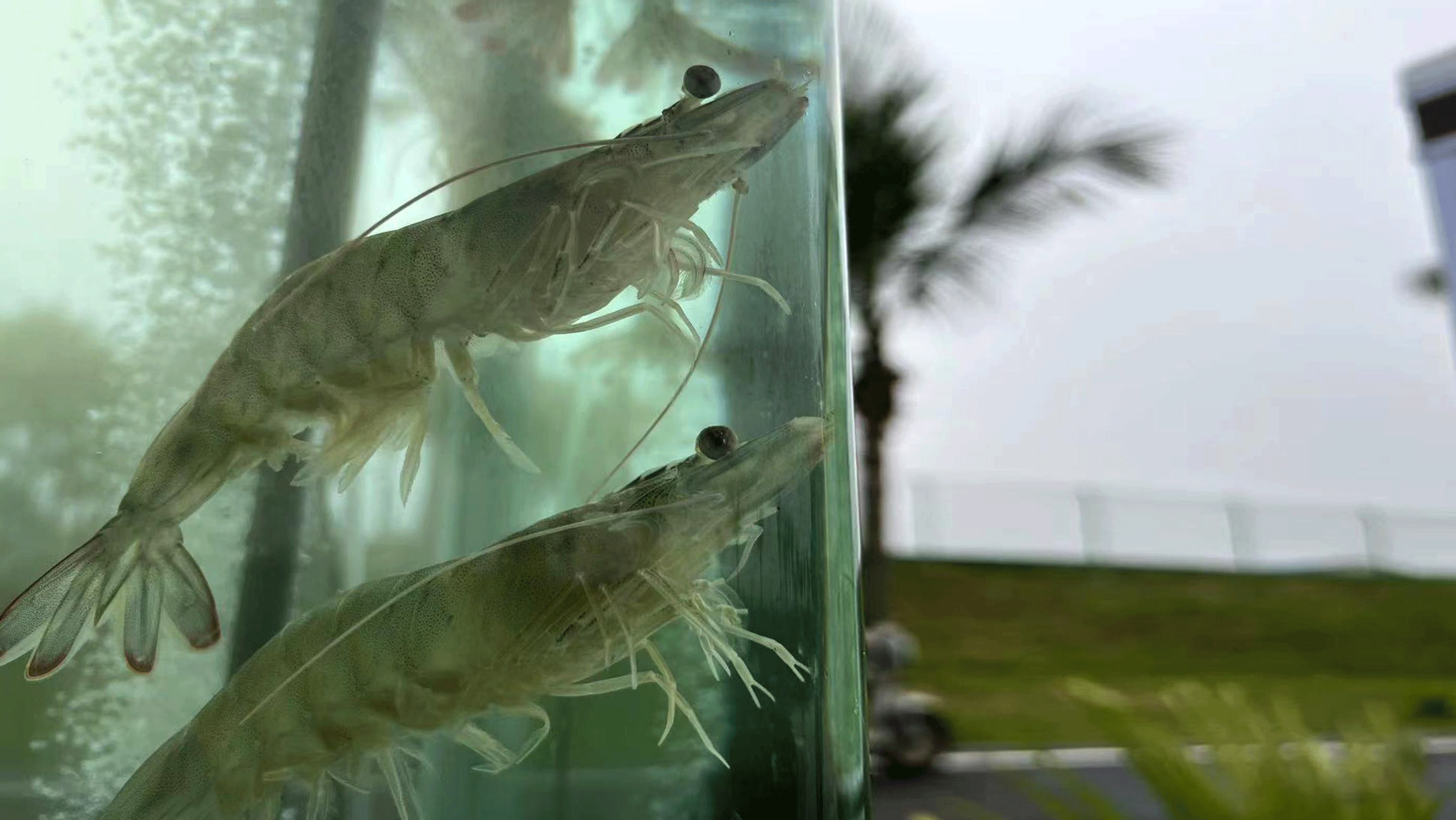 △国家863计划项目海水养殖种子工程南方基地养殖的南美白对虾