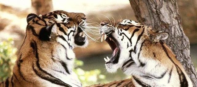 “黑暗森林” 一种原始而低幼的社会学狂想