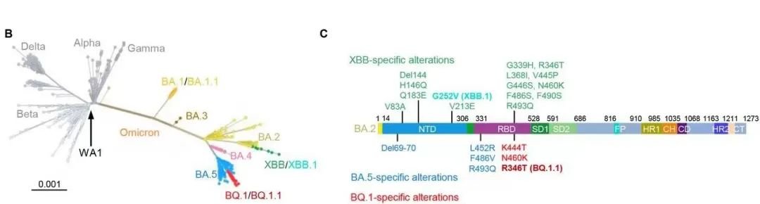 XBB 在奥密克戎体系里的位置和具体变异结构 图片来源:参考文献 8