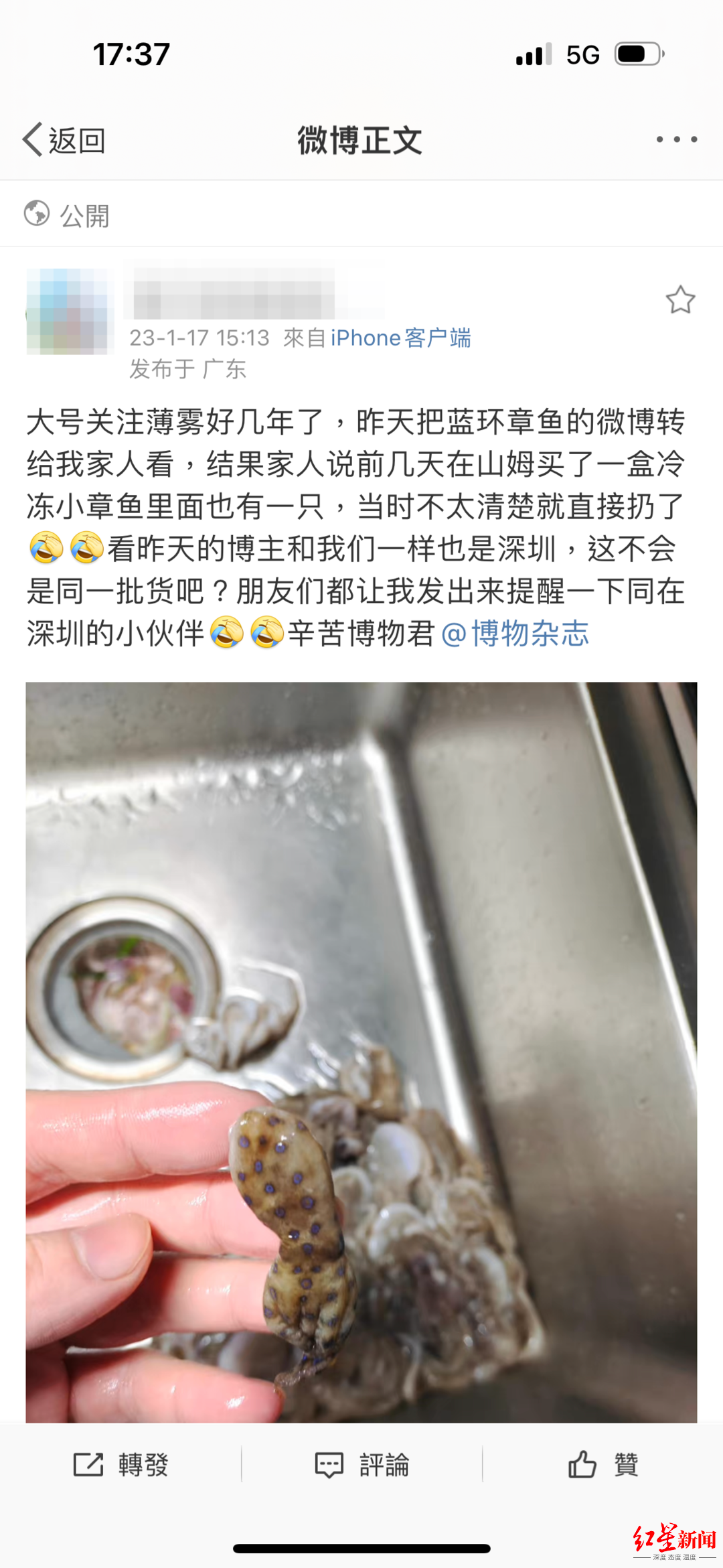 “深圳疑似蓝环章鱼”事件供应商：所在海域无蓝环章鱼，每条章鱼工人要过手四五遍（蓝环章鱼图片）