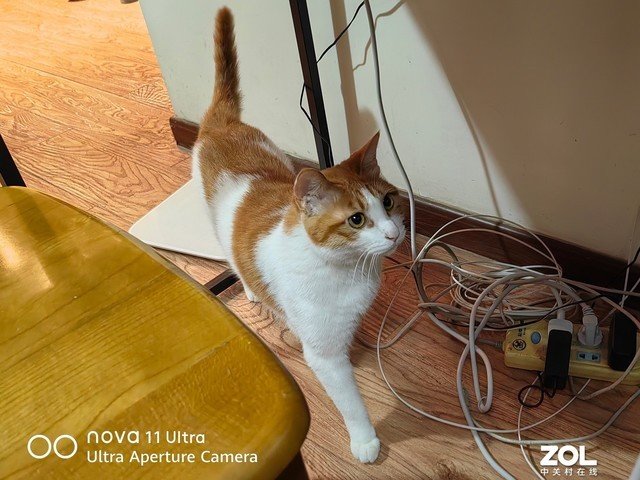 4K元新机也有超光变影像 华为nova 11 Ultra拍照能力解析