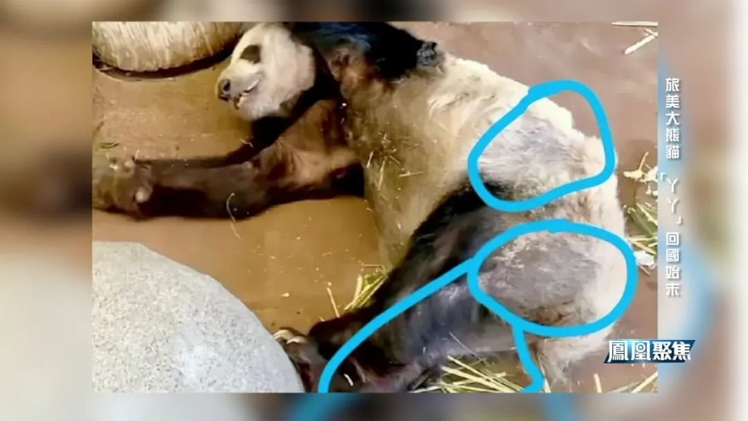 旅美大熊猫“丫丫”回国,牵动亿万人心_凤凰网