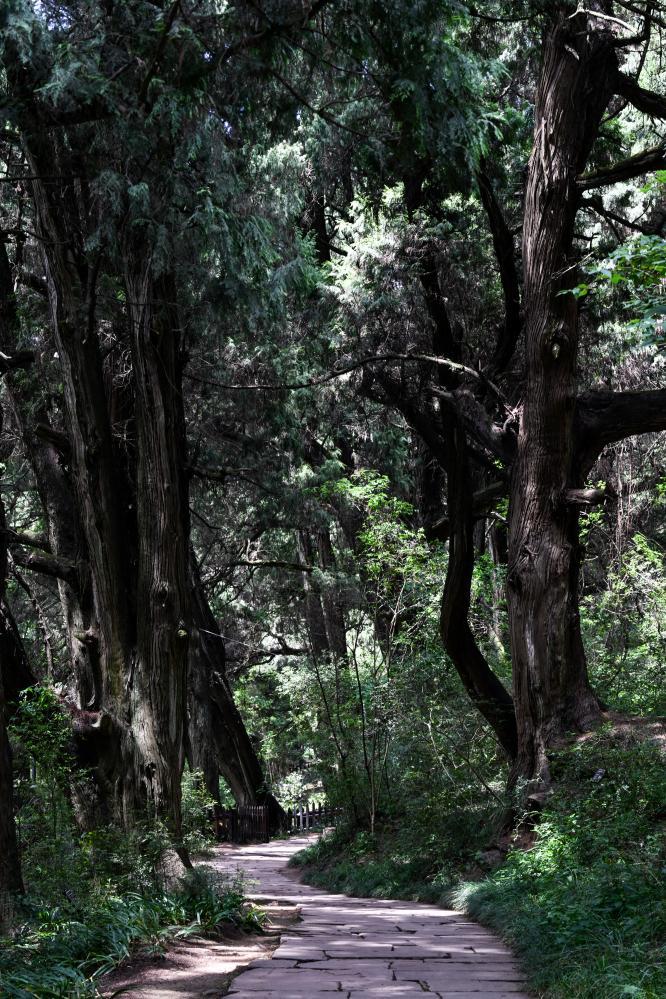 这是日前在四川省广元市剑阁县翠云廊拍摄的古柏。新华社记者 王曦 摄