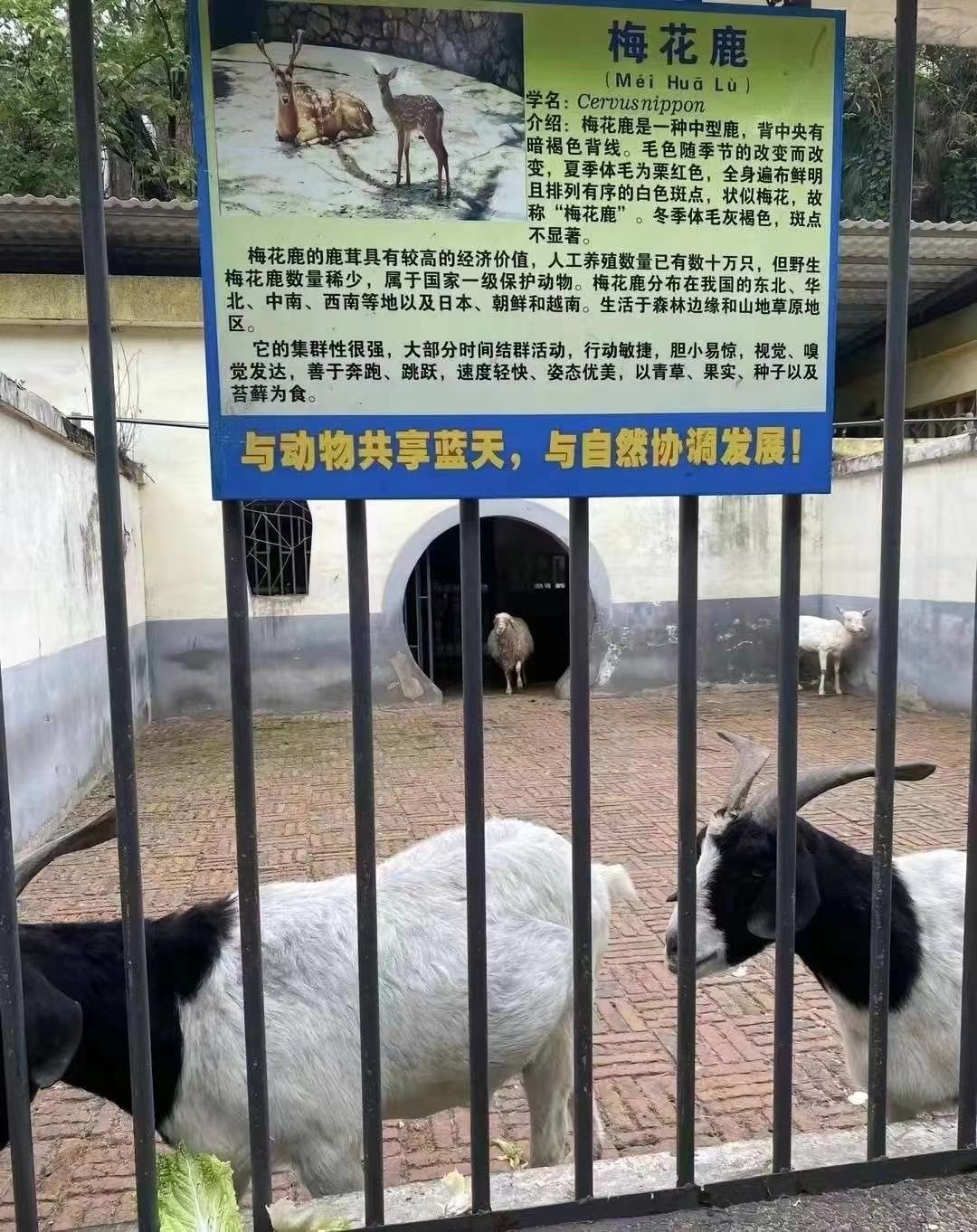 衡阳市人民政府网站刊登的《衡阳市动物园该“动大手术”了》文章截图