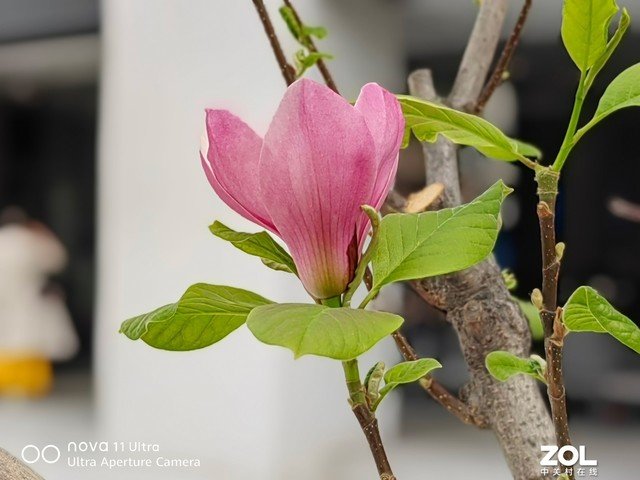 4K元新机也有超光变影像 华为nova 11 Ultra拍照能力解析